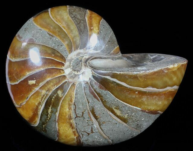 Large, Polished Nautilus Fossil - Madagascar #51677